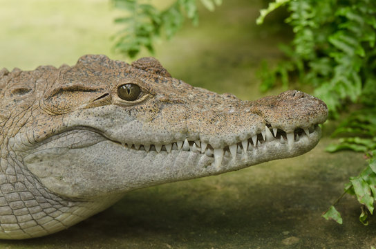 Philippinen-Krokodil (Crocodylus mindorensis)