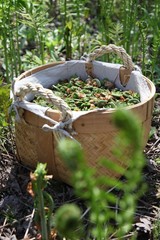 Fiddlehead fern buds harvest basket (french: tête de violons), traditional vegetable during springtime in Canada