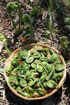 Fiddlehead fern buds (french: t&ecirc;te de violons) in small basket, traditional vegetable during springtime in Canada