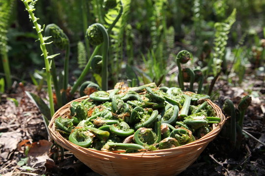 Fiddlehead fern buds (french: t&ecirc;te de violons) in small basket, traditional vegetable during springtime in Canada