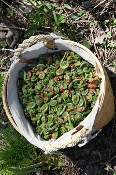 Fiddlehead fern buds harvest basket (french: t&ecirc;te de violons), traditional vegetable during springtime in Canada