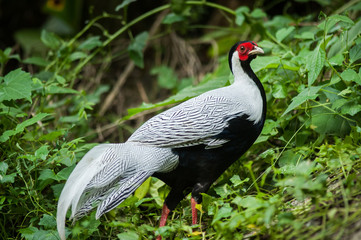 Naklejka premium beautiful male Silver Pheasant (Lophura nycthemera) inThai fores