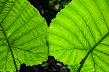 two Large green leaves