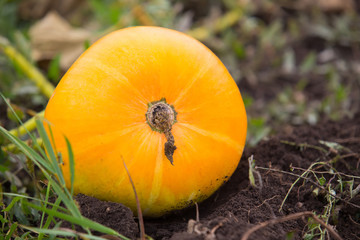 pumpkins in a farm field or garden