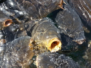 Karpfen closeup