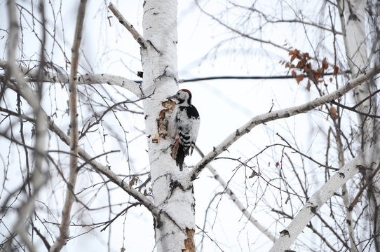 Woodpecker on the wood