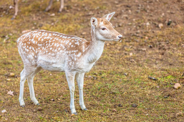 Female fallow deer doe at park