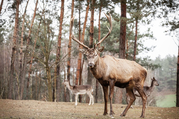 Naklejka na ściany i meble Red deer stag in autumn fall forest
