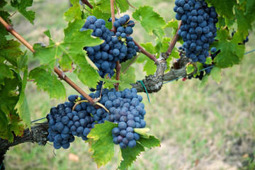 Red wine grapes on old vine