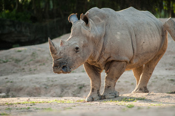 A huge rhinoceros standing in this image.