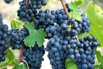 Red wine grapes on old vine