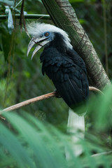 White-crested Hornbill