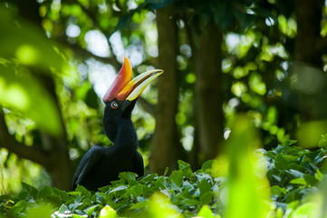 Rhinoceros Hornbill (Buceros rhinoceros) in Southern, Indonesia