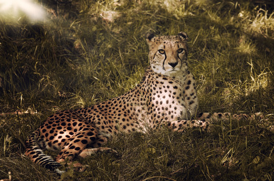 Gepard (Acinonyx jubatus)