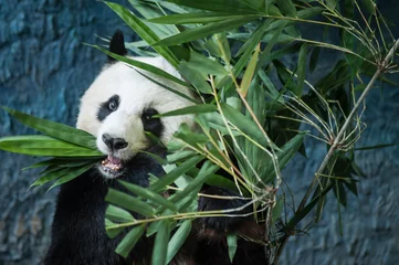 Crédence de cuisine en verre imprimé Panda Panda géant affamé mangeant du bambou