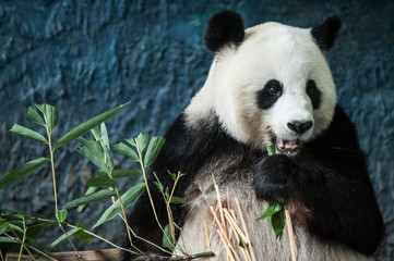 Fototapeta premium Hungry giant panda eating bamboo