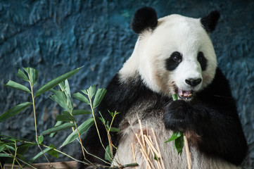 Obraz na płótnie Canvas Hungry giant panda eating bamboo