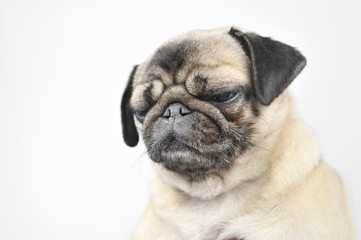 pug dog