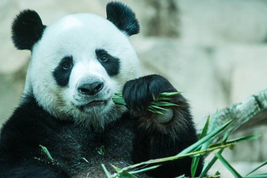 Fototapeta Hungry giant panda eating bamboo