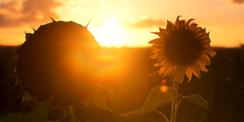 Obraz premium Sunflowers amongst a field in the afternoon in Queensland