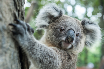 Australische koala zit op boom, Sydney, NSW, Australië. exotisch ico