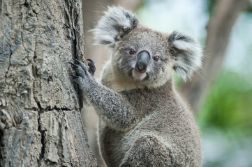 Obraz premium australijski koala siedzi na drzewie, Sydney, NSW, Australia. egzotyczny ico