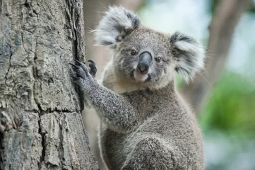 Foto op Plexiglas Koala Australische koala zit op boom, Sydney, NSW, Australië. exotisch ico