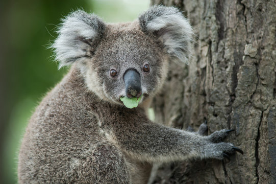 australian koala sit on tree, Sydney, NSW, australia. exotic ico