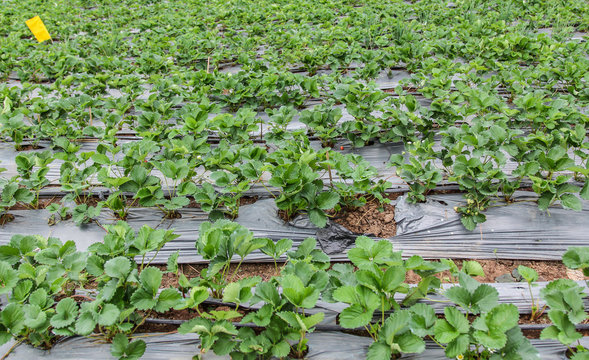 Strawberry field, Thailand