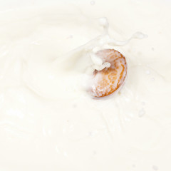 A single biscuit dropped into milk causing a splash.