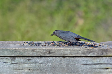 Brewer's Blackbird