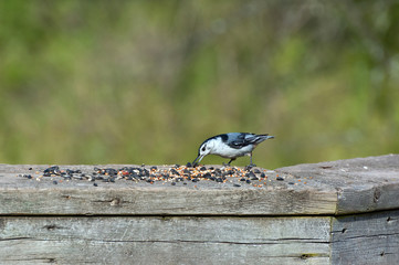 white-breasted nuthatch