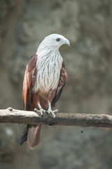 Brahminy Kite (Red-backed Sea Eagle)