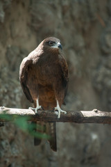 Black kite, Pariah kite(Milvus migrans)