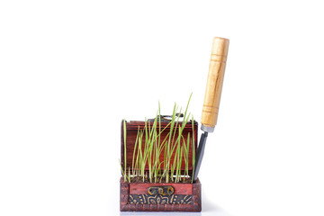 Growing a Seedling in Organic Soil - Stock Image