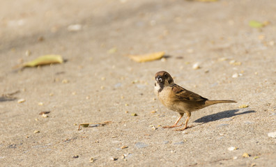 Sparrow with food in mouth standing on the ground