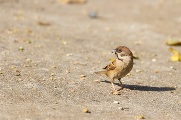 Sparrow with food in mouth standing on the ground