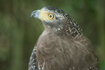 Serpent Eagle, Crested Serpent Eagle(Spilornis cheela)