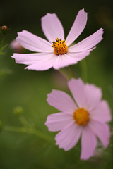 Fototapeta premium コスモス