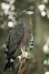 Serpent Eagle, Crested Serpent Eagle(Spilornis cheela)