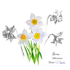 Background with Narcissuses