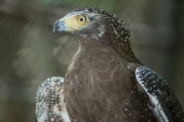 Serpent Eagle, Crested Serpent Eagle(Spilornis cheela)