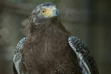 Serpent Eagle, Crested Serpent Eagle(Spilornis cheela)