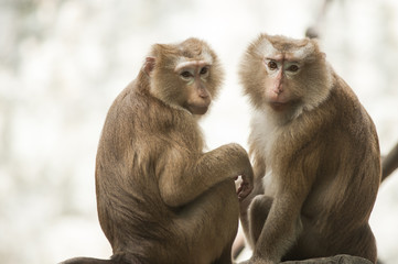 Pig-tailed macaque at Chiangmai zoo in Thailand