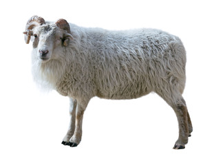 Sheep with thick hair and twisted horns looks in the picture.