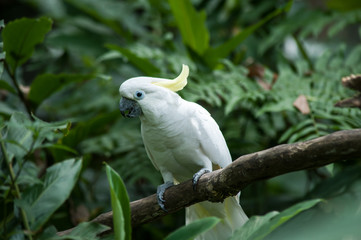 Sulphur-crested Cockatoo, Raised Yellow Crest, Australia
