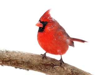 Northern Cardinal On White