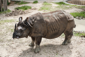 Fototapeta premium Greater One-horned Rhinoceros, Indian Rhinoceros(Rhinoce ros uni