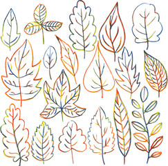 set of autumn and summer leaves