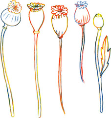 Line drawing poppy stalks